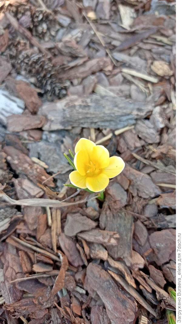 Ботаническим крокусам все нипочем)) Но их у меня пока мало... Буду исправляться)