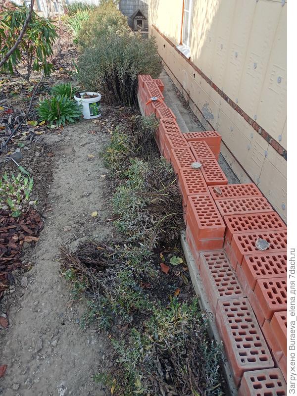 Обрезка астр в ноябре