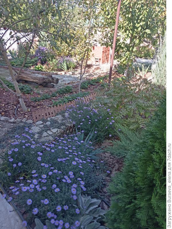 Еще чуток астр