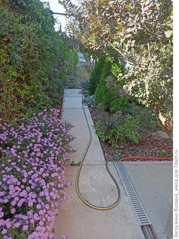 Астры и жимолость южная