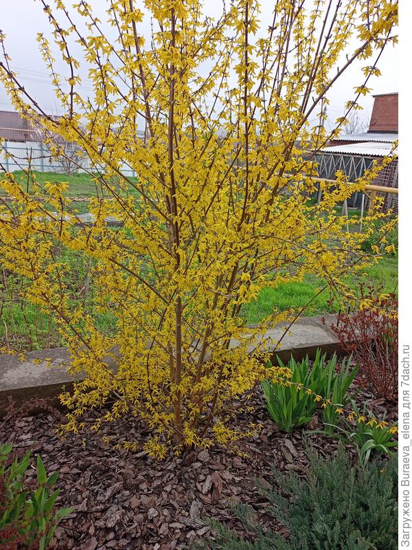 Форзиция сияет в дождливый день