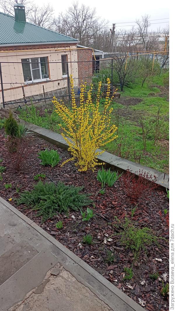 Форзиция №1 в апреле 2022 года