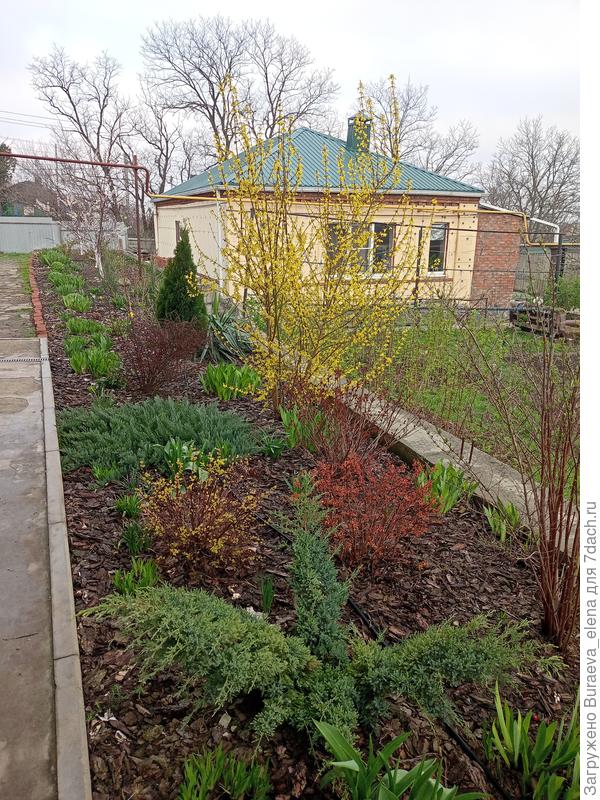 Форзиция начинает свое цветение в конце марта 2023 года