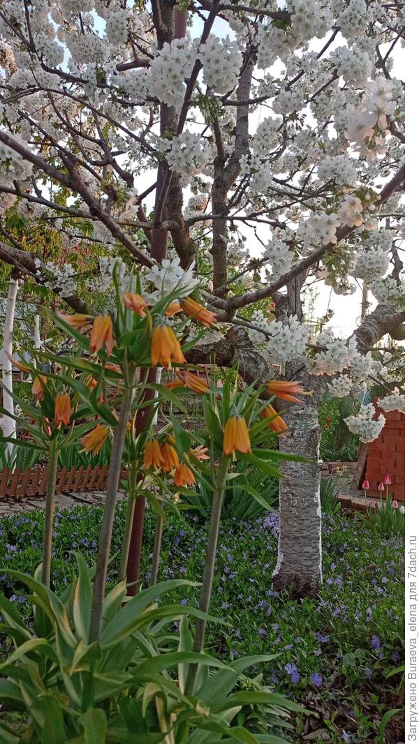 Рябчик императорский (Рубра или ка-то так) на фоне цветущей черешни.