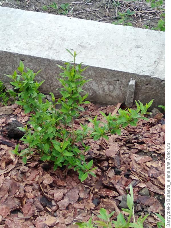 Такой крохотулей форзиция была в мае 2020 года