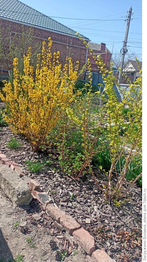 Форзиция №2 в апреле 2024 года