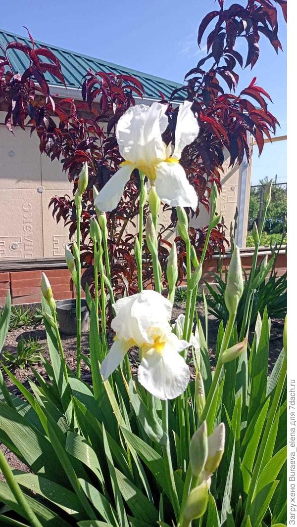 3. Белые ирисы.