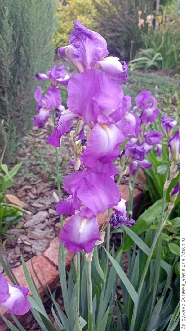 8. Розово-сиреневый ирис.