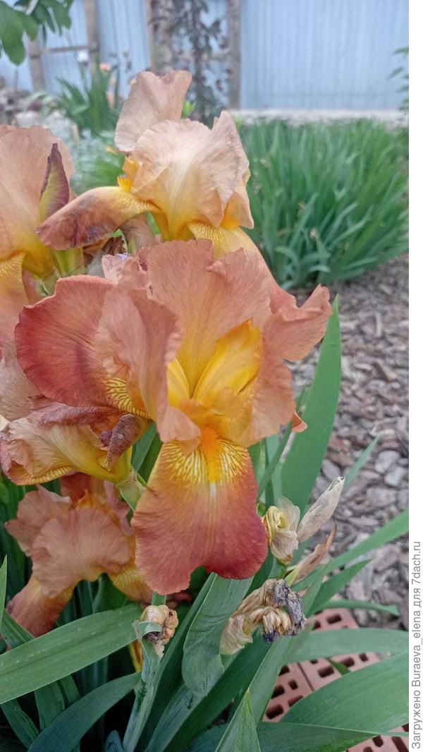 10. "Рыжие красавцы"