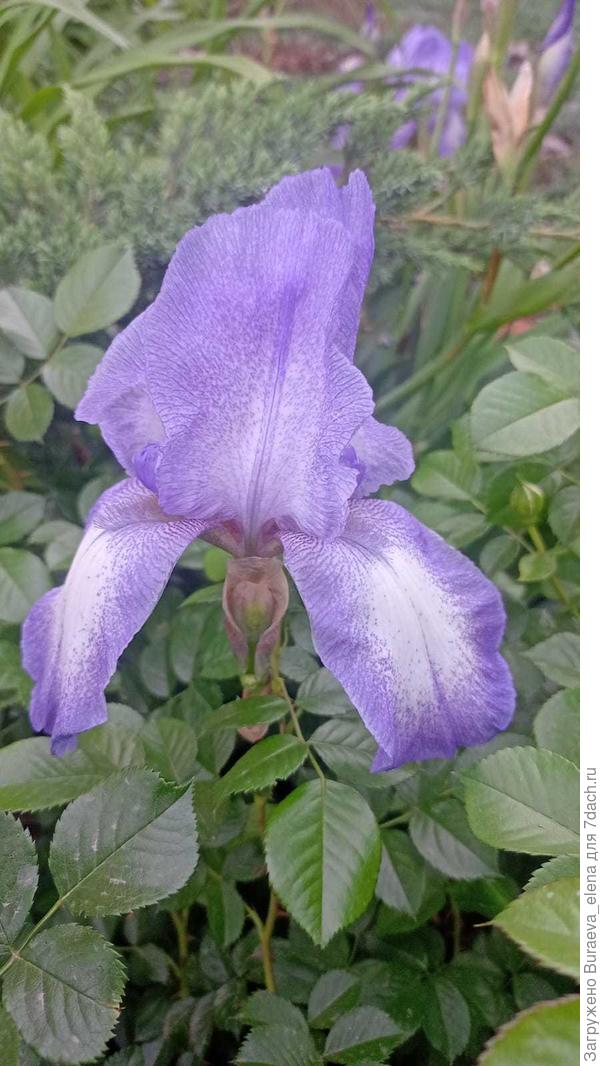 9. Ирит толи сиреневый, толи голубой.