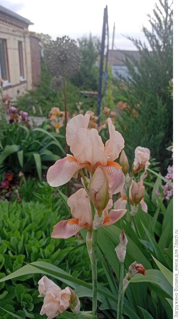 4. Персиковые ирисы.