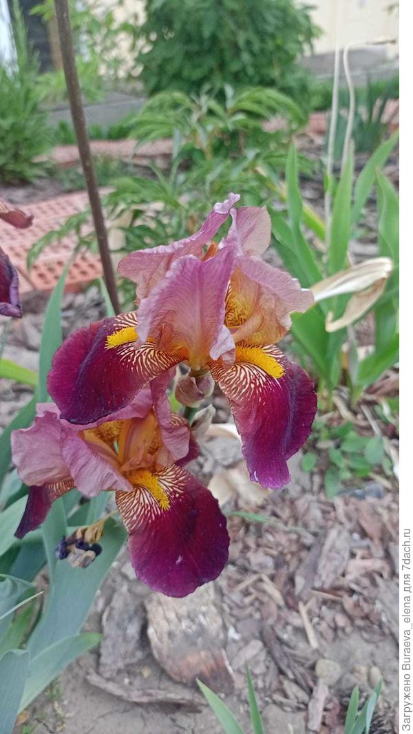5. Двухцветный бордово-розово-сиреневый ирис