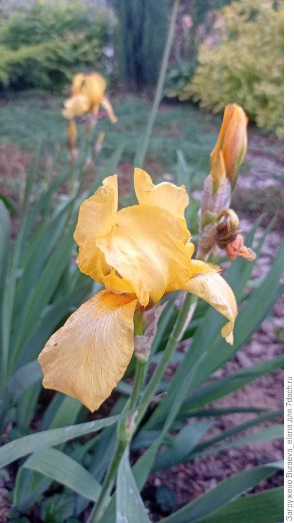 7. Желтый ирис