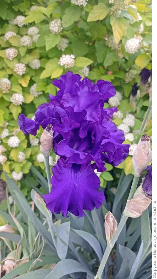 1. Темно-фиолетовый ирис.