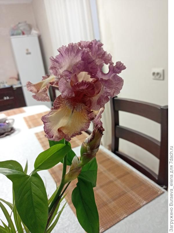 6. Розово-бежевый ирис