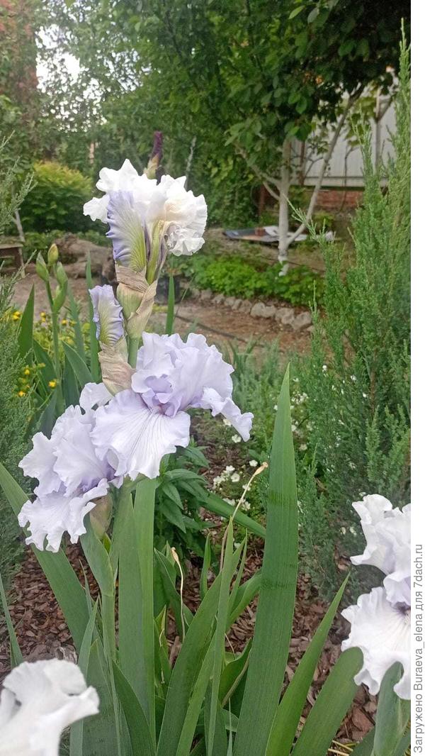 3. Очень светлый ирис с голубовато-сиреневым отливом.