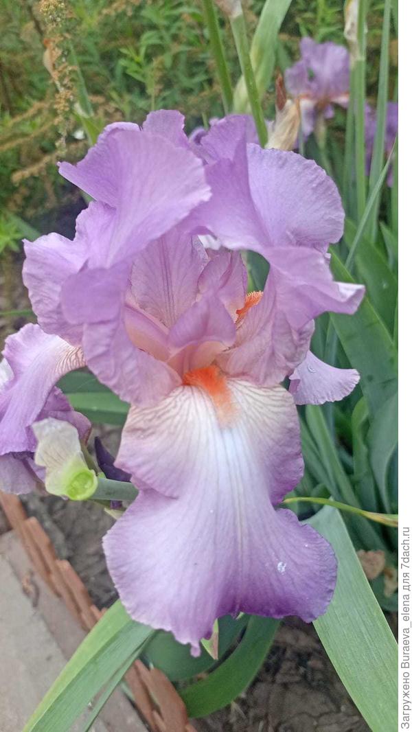4. Огромный сиренево-розоватый ирис