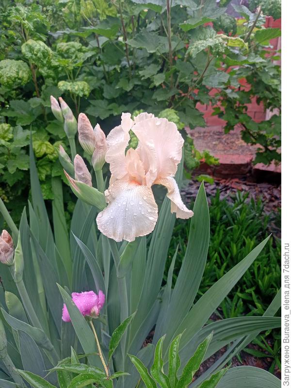 7. Бежево-персиковый ирис.