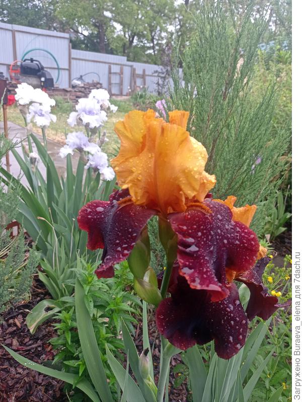 8. Двухцветный ирис.