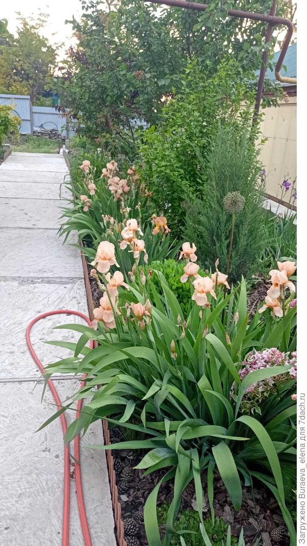 Ретро-ирисы (сорт, возможно, "Cheie" или "8 марта") вдоль центральной дорожки