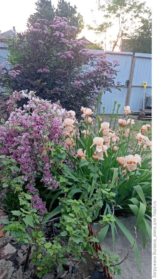 Ирисы в саду))