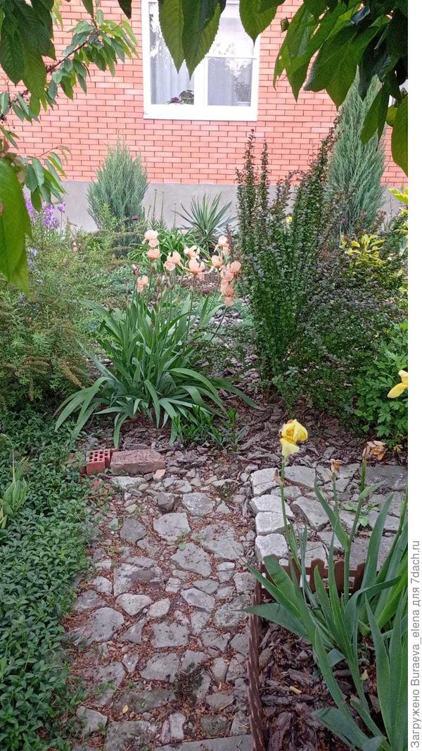 Ирисы в "интерьере" сада))