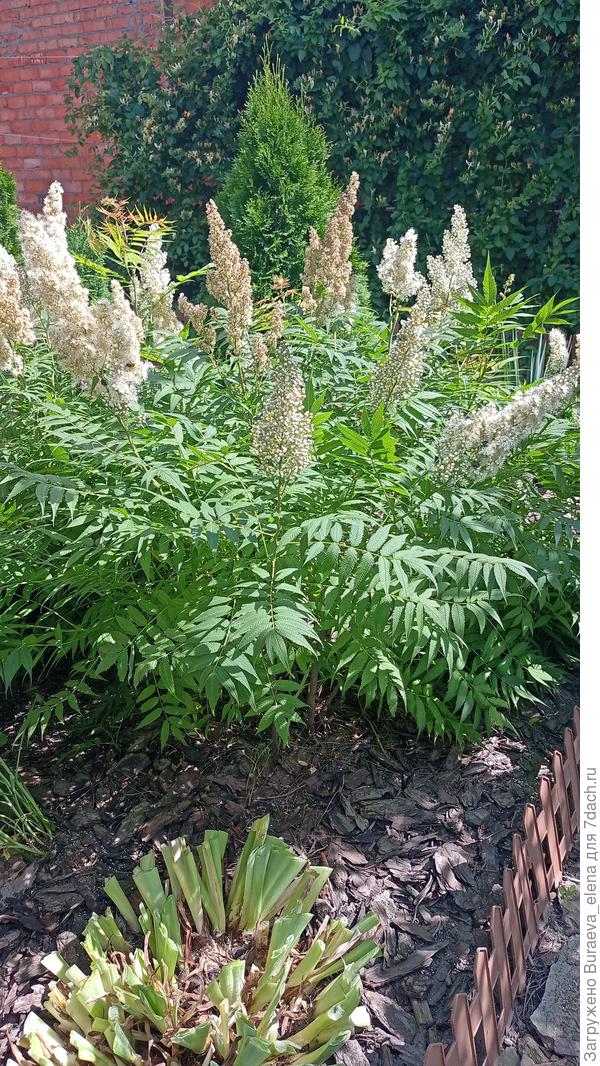 Цветение рябинника рябинолистного в 2023 году