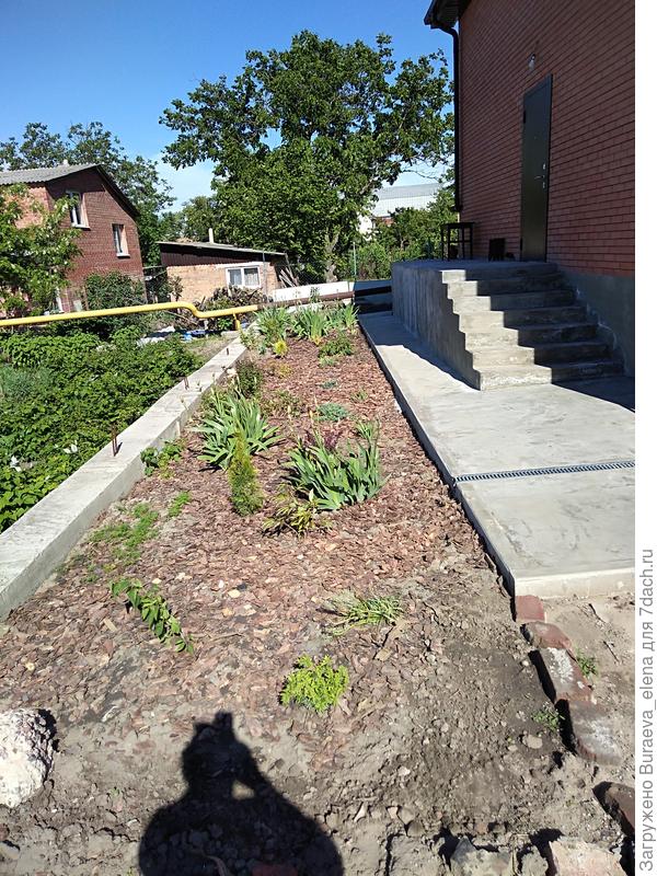 Вот на фото мая 2020 года на переднем плане - прутик торчит. Это сиренька