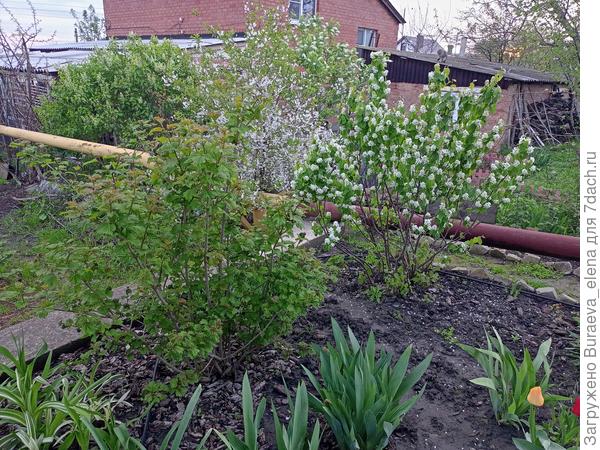 Ирга цветет