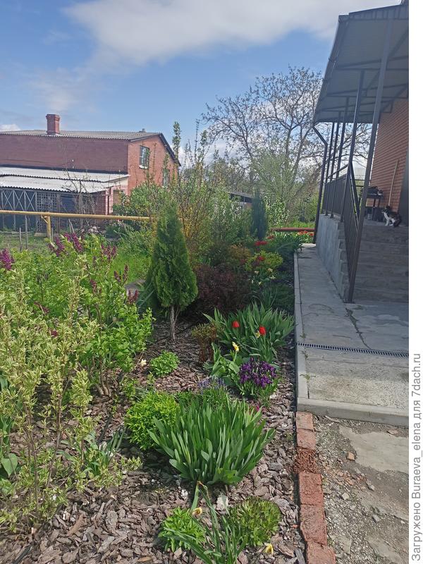 Апрель 2023 года, сирень зацветает