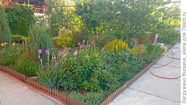Угол цветника под окнами домика. Все как-то активно растет