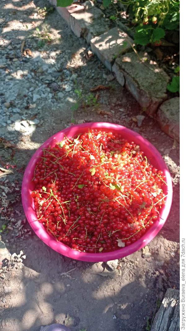 Часть урожая красной смородины. Фото от 08 июня 2024 г