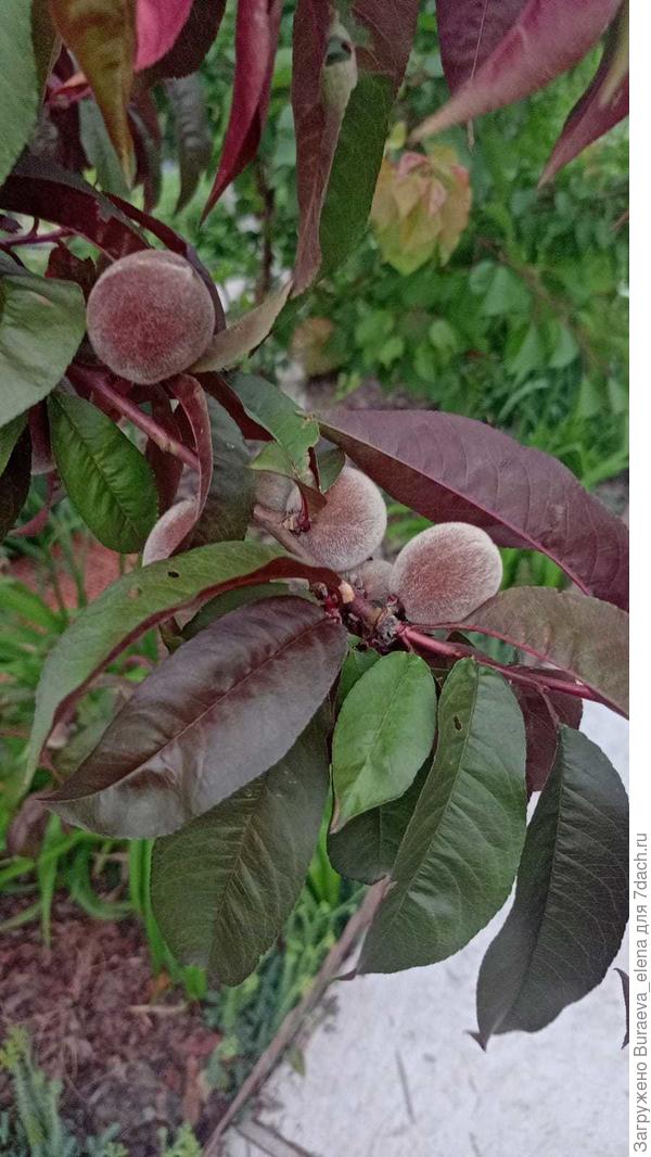 И персики уже огромные. Сорт Бургунди