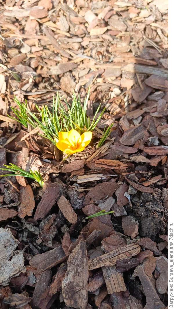 Первые крокусы