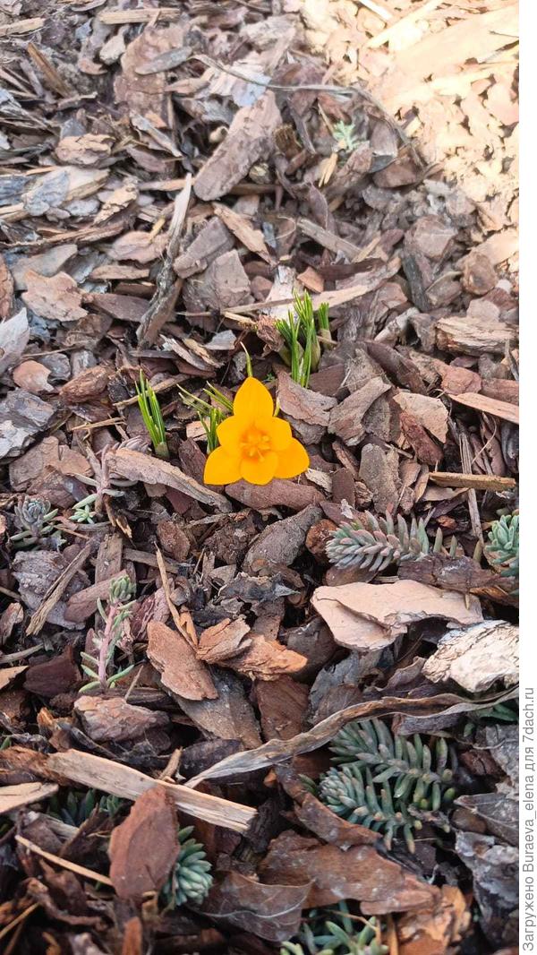 Крокус второй