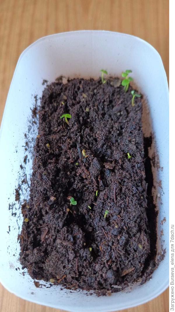 Всходы киви. Фото от 21.03.25