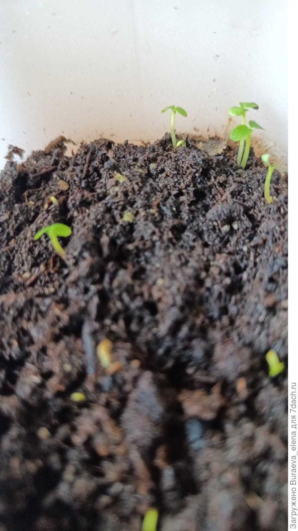 Всходы киви. 21.03.25