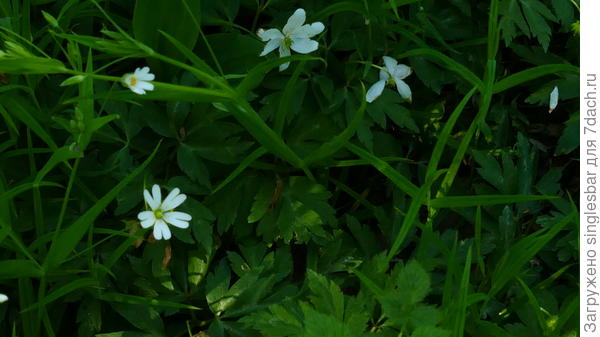 девяносто  шесть