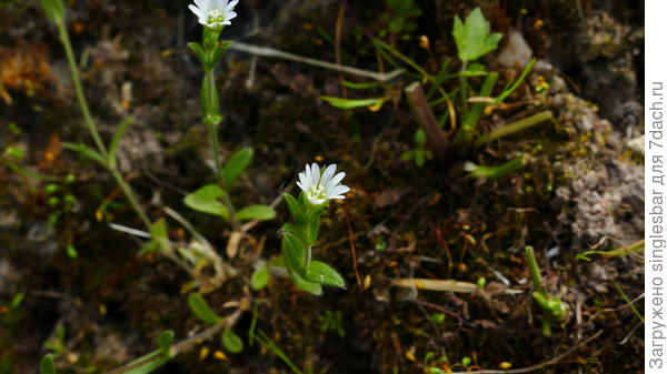 семьдесят семь