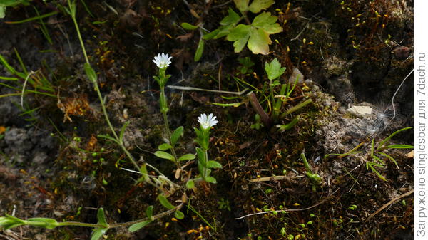 семьдесят шесть