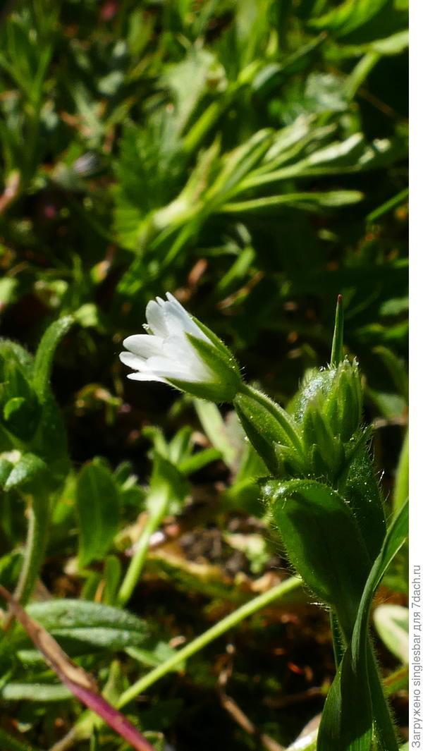 одиннадцать