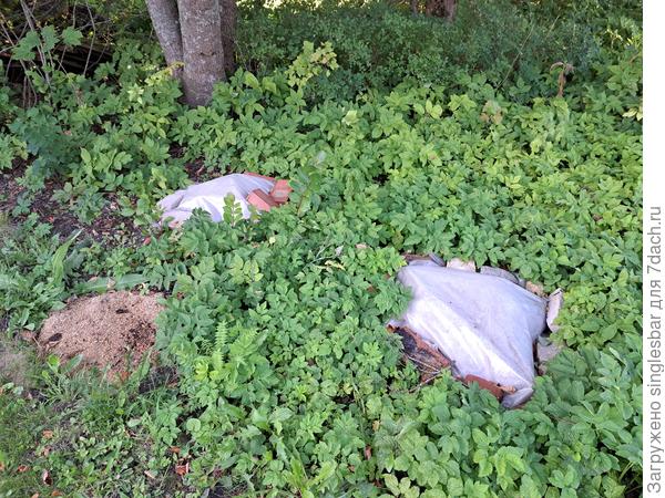 спиленная черноплодка