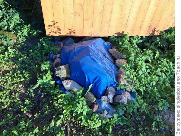 вырубленный барбарис