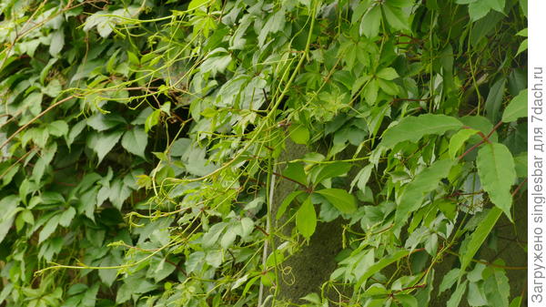 растение и провод 4