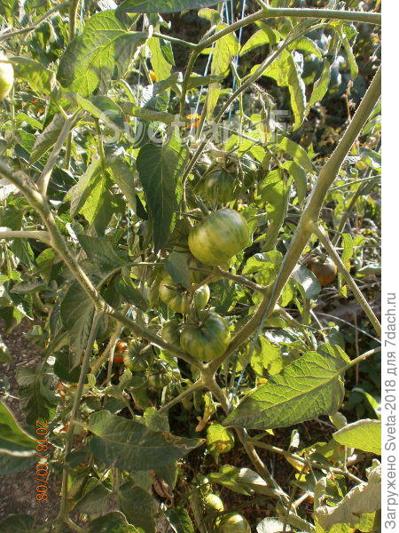 В открытом грунте 8 октября без укрытий