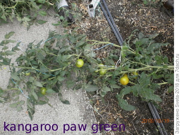 В теплице 19-10-18