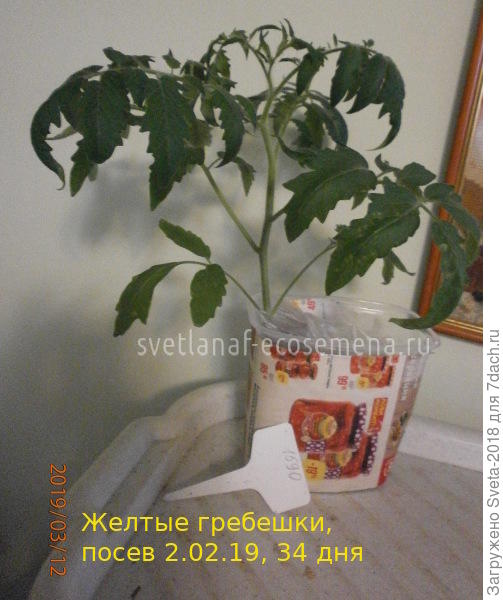 Желтые гребешки