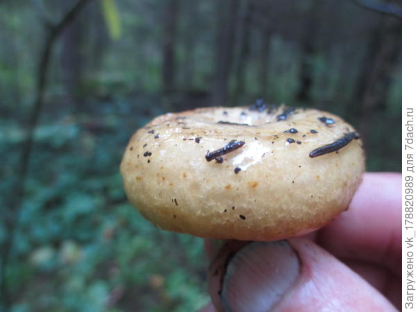 Молоденький желтый груздь.