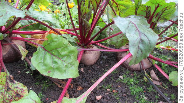 Своя свёкла.