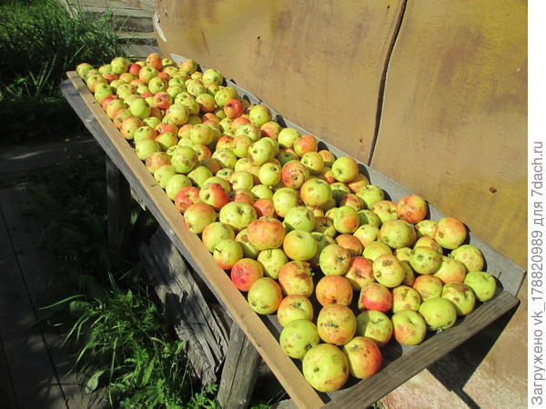 Свои яблоки.